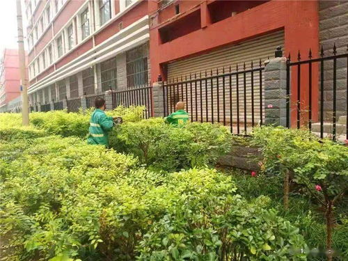 城管在行動 長安區城管局綠化管護隊精細管護打造精品綠化城區